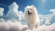 A Samoyed dog walking on fluffy white clouds in the sky