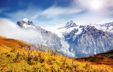 Wall Mural - Great view of alpine hill. Location place Swiss alps, Grindelwald valley.