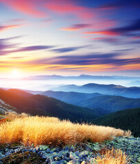 Canvas Print - Magical yellow dry grass glowing by sunlight at twilight. Dramatic picture and picturesque scene. Location place Carpathian, Ukraine, Europe. Beauty world.