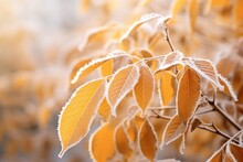 Yellow Beech Leaves Covered With Frost In Late Fall Or Early Winter.