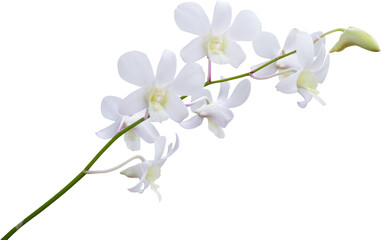 Wall Mural - Beautiful white orchid flower isolated on white background