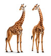 two giraffe couple portrait on isolated background