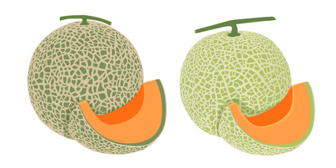 Wall Mural - Cantaloupe melon, fruit vector illustration 10	