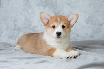 Canvas Print - cute welsh corgi puppy lying on a white background, cute pet