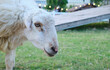 Close-up side view portrait of a sheep . Farm animal .