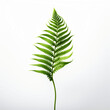 Fern Frond in Mid-Unfurl, Lush Green, Isolated on White