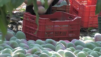 Wall Mural - Placing mangoes freshly harvested in a box