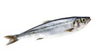 Raw fresh herring fish isolated on white background 