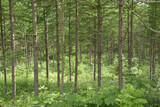 Fototapeta Perspektywa 3d - カラマツ林