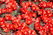 Rebutia flavistyla, cactus plants with red flowers texture background in sunlight