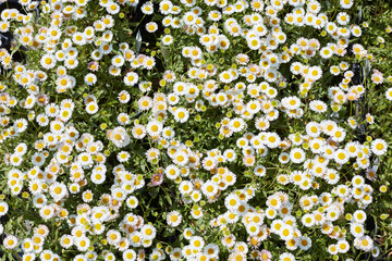 Wall Mural - daisy, bellis perennis, plants and flowers texture background in spring, sunlight