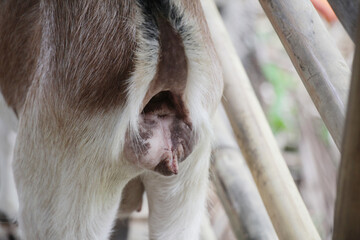 closeup of goat anus, Indonesian goat farming culture