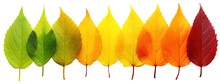 Colorful Autumn Leaf Rainbow Gradient Transition: From Green To Yellow And Red Leaves In A Row. Leaf Life Cycle Concept, Fall Foliage Isolated On White Background