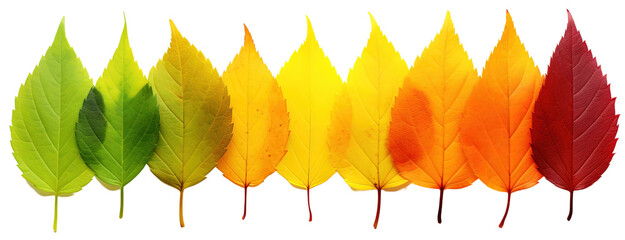 colorful autumn leaf rainbow gradient transition: from green to yellow and red leaves in a row. leaf