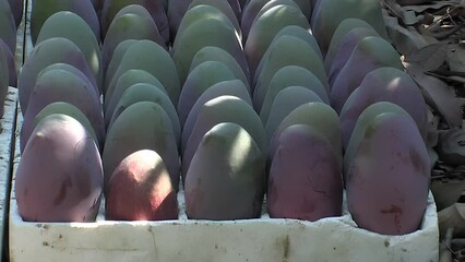 Poster - Big mangoes freshly harvested in the floor of a plantation