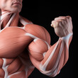 Man showing pumped biceps arm muscle with anatomy. Generative AI