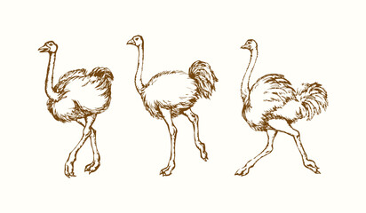 Wall Mural - Vector drawing. Ostrich in the steppe