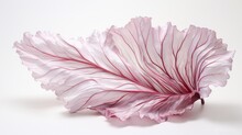 A Red Cabbage Leaf, Its Veins Highlighted With Silver Paint, Making It A Piece Of Art Against A Clean White Setting.