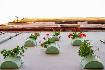 Wall Mural - decorative hanging flower pots with red geranium flowers