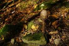 Parasol Mushroom (macrolepiota Procera) Growing On Forest Floor, Macrolepiota Procera - Parasol Mushroom Growing In The Forest. Mushroom Picking.	