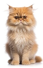  Persian Fluffy Cat sitting at the camera in front isolated of white background