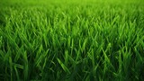 Fototapeta  - Green grass texture beautiful nature background