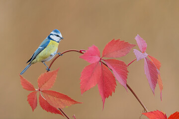 Wall Mural - Fine art portrait of Eurasian blue tit in the autumn season (Cyanistes caeruleus)