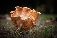 Brown Roll-rim Mushroom, A Species Of Rollrims, Growing Through The Leaf Mould Of A Forest Floor In The Dordogne Region Of France