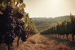 Vineyards landscape, adorned with ripe clusters of grapes, under the sun-soaked skies. Rolling fields of vines create a picturesque scene of abundance and harvest, promising the essence of fine wine.