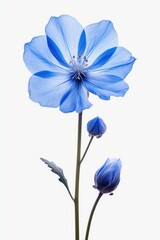 Poster - A detailed close-up view of a blue flower on a stem. This image can be used for various purposes, including botanical illustrations, floral design, or nature-themed projects.