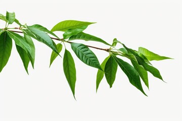 Poster - A branch with vibrant green leaves against a clean white background. Perfect for nature-themed designs and concepts