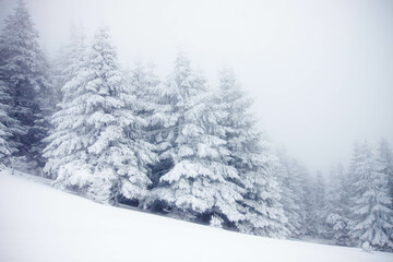 Poster - snowy fir trees in winter mountains