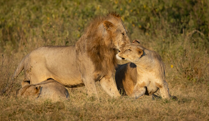 Wall Mural - Lion in the Maasai Mara, Africa