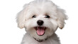 White Smile Poodle Maltipoo Maltese puppy. Isolated on Transparent background.