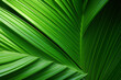 © ckybe - Ornamental Bottle Palm foliage of green and texture is the perfect addition to any garden.
