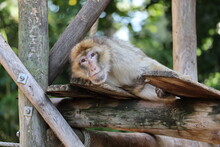 A Barbary Ape Is Looking Suspicious Past The Camera While Eating A Chestnut