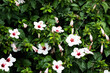 a white Hibiscus flower with a red centre and dark green glossy leaves