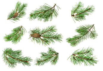 spring pine on a white isolated background