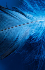 Wall Mural - feather close up - macro detail