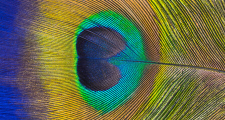 a peacock feather macro photo