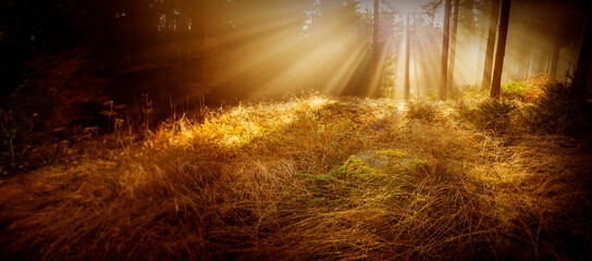 Poster - sun and fog in the forest