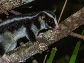striped possum in queensland australia