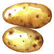 Ziemniaki ilustracja