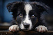 border collie puppy, pet. dog breed, black and white coat color.