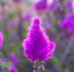 Sticker - Splendid Spirea Blossoms in Shades of Violet