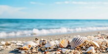 Sea Shells And Rocks On The Beach