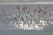 Winter scene. Broadleaf cattails in winter snow. Frozen waters..