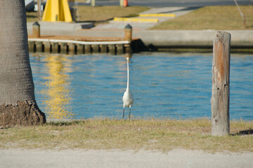 Great White Egret S curve neck on green grass framed between two brown posts bedside seawall with the water and green bushes behind in background. Looking straight at camera.
