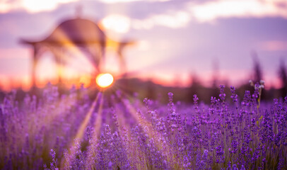 Wall Mural - Lavender Ballet: Bush in Full Bloom, Nature's Delicate Dance Captured in Exquisite Detail