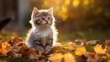 Fototapeta Koty - A Cute kitten playing with yellow autumn leaves at sunset. the backyard The background of the photo is a relaxing environment in the backyard.